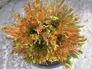 画像3: 花染　（4.5号プラ）