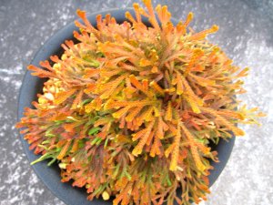 画像3: 金鷲　（5号プラ）