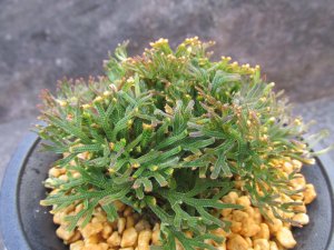 画像2: 丹頂　（4号プラ）