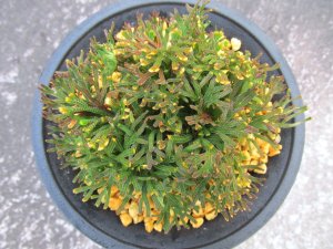 画像3: 丹頂　（4号プラ）