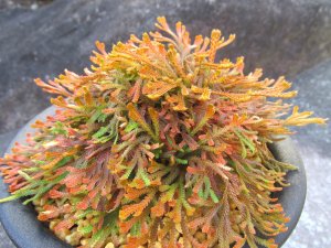 画像2: 金鷲　（5号プラ）