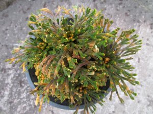 画像3: 大鳳錦　（4.5号プラ）