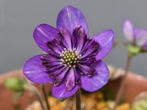 画像1: 雪割草銘品【紫聖】（大１芽株）