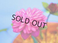 雪割草銘品【弥生の光】（大1小3芽株）