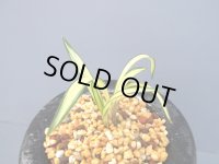 日本春蘭【百華宝】