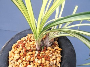 画像4: 日本春蘭【幽谷殿】