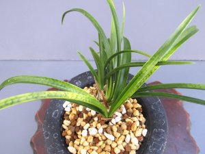 画像2: 日本春蘭【金昇竜】