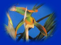 日本春蘭【日輪】（花芽3ヶ付き株）