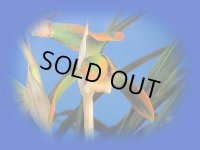 日本春蘭【日輪】（花芽3ヶ付き株）