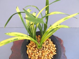 画像1: 日本春蘭【守門山】