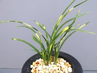 日本春蘭【赤城山】