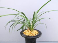 日本春蘭【巴御前】（花芽1ヶ付き株）