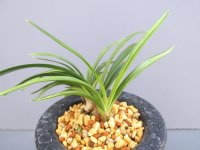 日本春蘭【秩父錦】