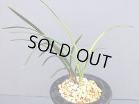 日本春蘭【無銘ボヤ】