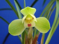 中国春蘭【西神梅】（花芽6ヶ付き株）