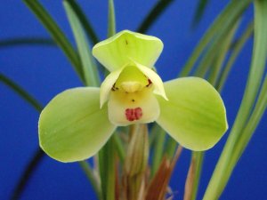 画像1: 中国春蘭【西神梅】（花芽6ヶ付き株）