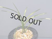 日本春蘭【越路の花】