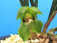 中国春蘭【緑雲】（花芽3ヶ付き株）