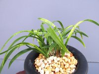 日本春蘭【金竜】