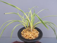 日本春蘭【隅田川】