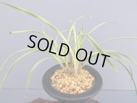 日本春蘭【隅田川】