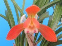 日本春蘭【舞妓】