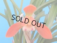 日本春蘭【舞妓】