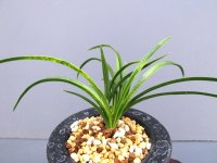 日本春蘭【金昇竜】