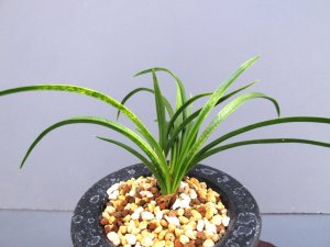 画像1: 日本春蘭【金昇竜】