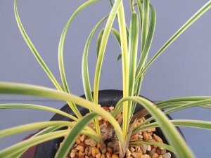 画像3: 日本春蘭【隅田川】