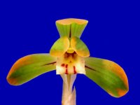 日本春蘭【紅輪】