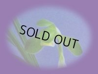 日本春蘭【翠苑】（花芽2ヶ付き株）