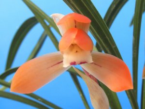 画像1: 日本春蘭【紅童】（花芽１ヶ付き株）