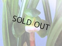 日本春蘭【鈴虫】