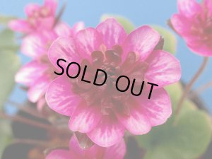 画像1: 雪割草銘品【羅山】（大1芽株）