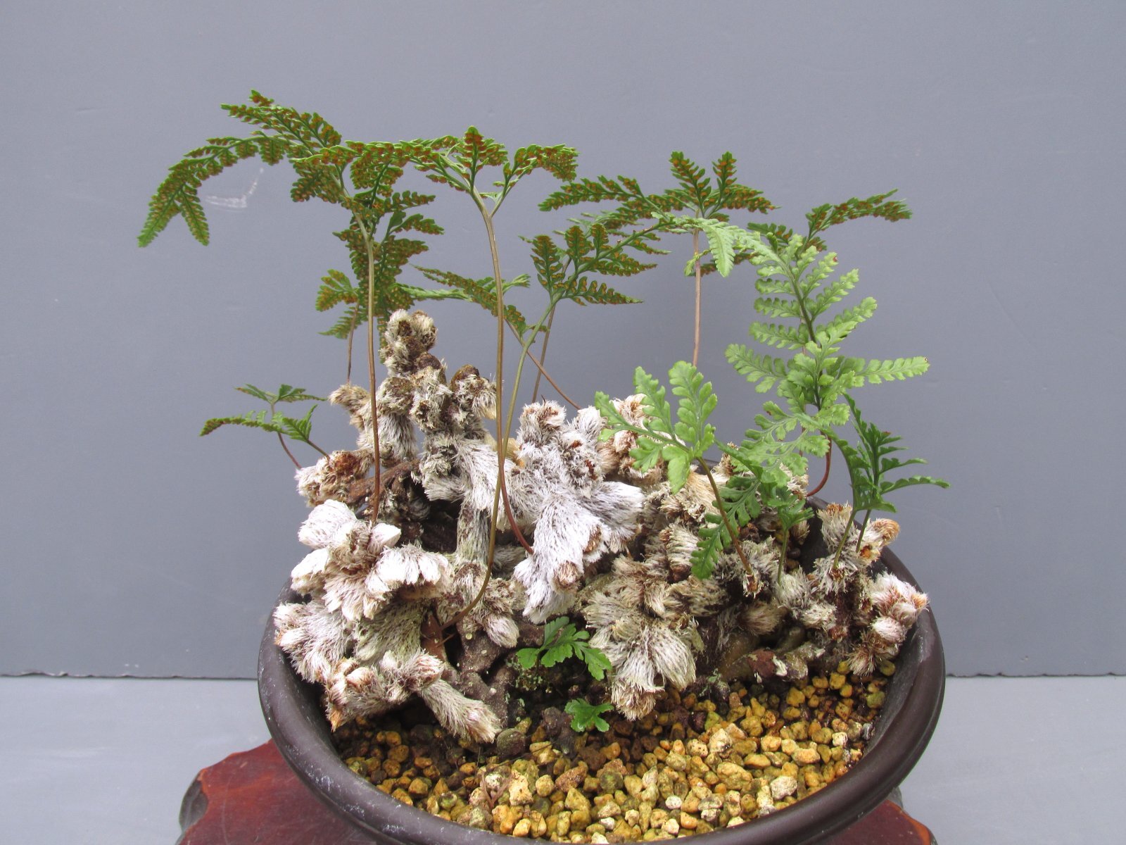 石化トキワシノブ上株（6号プラ）