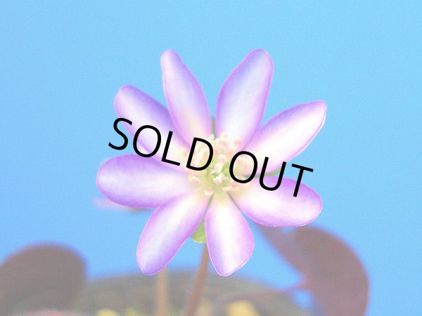 画像1: 雪割草標準花『紫覆輪花』