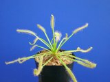 画像: アフリカナガバモウセンゴケ白花種（カペンシス）　大　