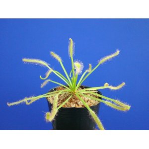 画像: アフリカナガバモウセンゴケ白花種（カペンシス）　大　