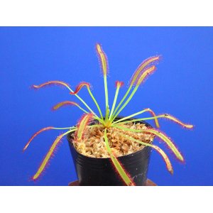 画像: アフリカナガバモウセンゴケ赤花種（カペンシス）　大　