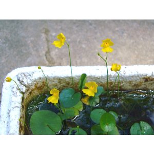 画像: 大花イトタヌキモ　