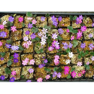 画像: 雪割草標準花花色ミックス10株セット