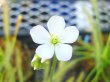 画像2: アフリカナガバモウセンゴケ白花種（カペンシス）　