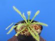 画像1: アフリカナガバモウセンゴケ白花種（カペンシス）　