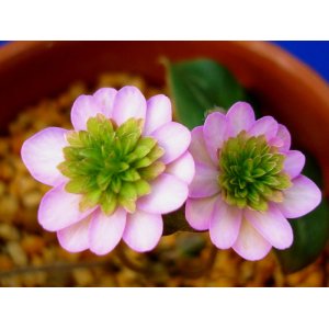 画像: 雪割草銘品【菊翠】（中上1芽株）/開花中