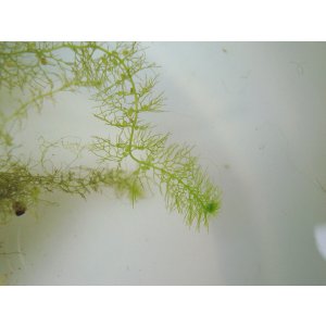 画像: タヌキモ　（5〜6株）ただ今絶好調増量中　