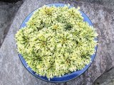 画像: 富士錦　2.5Ｐ
