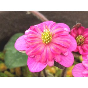 画像: 雪割草銘品【桃の舞】（大3芽サービス株）/開花中