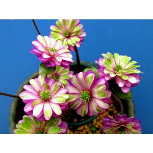 画像: 雪割草銘品【天輪宝】(大1.5芽株)