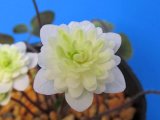 画像: 雪割草銘品【白牡丹】（上1芽株）